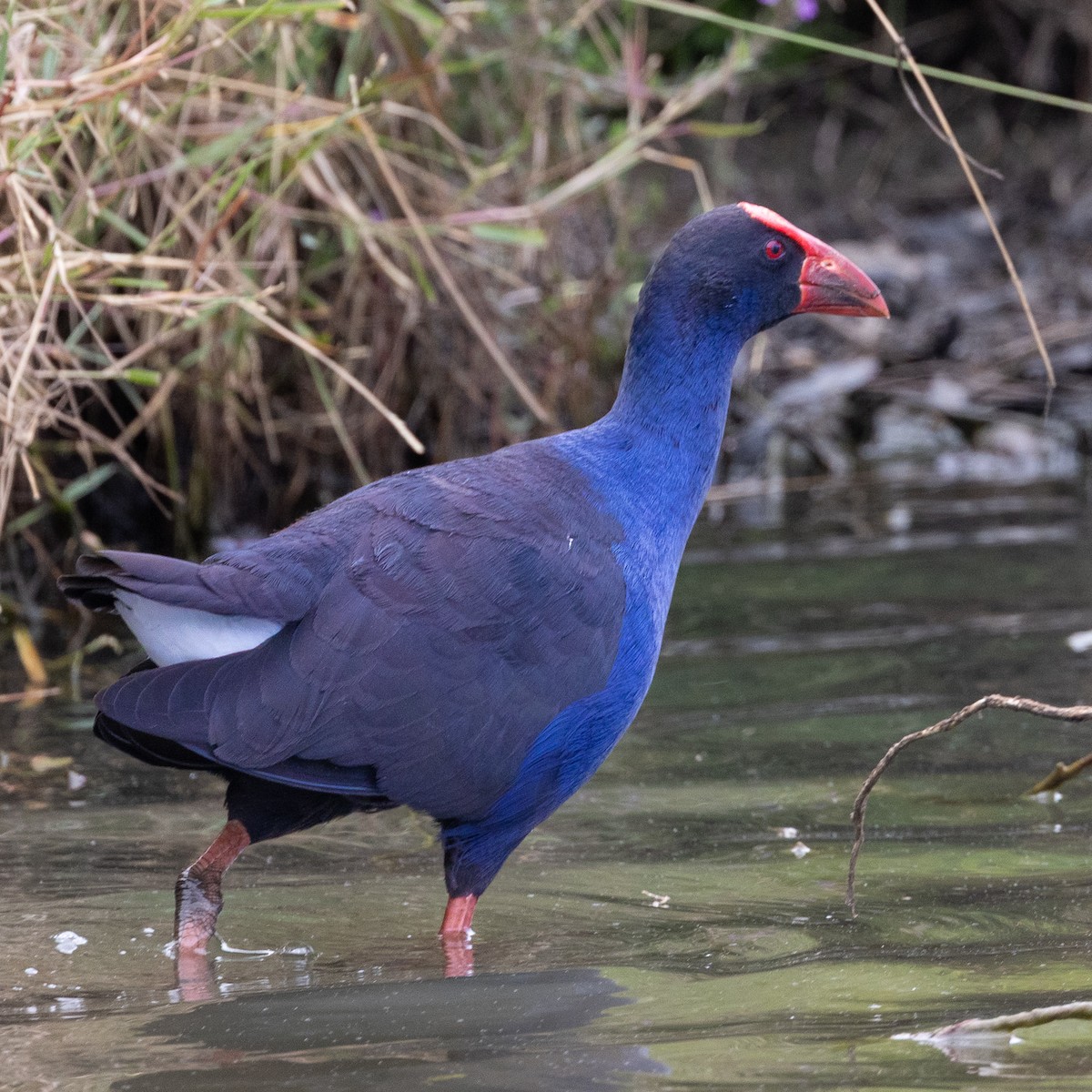 Australasian Swamphen - ML631164869