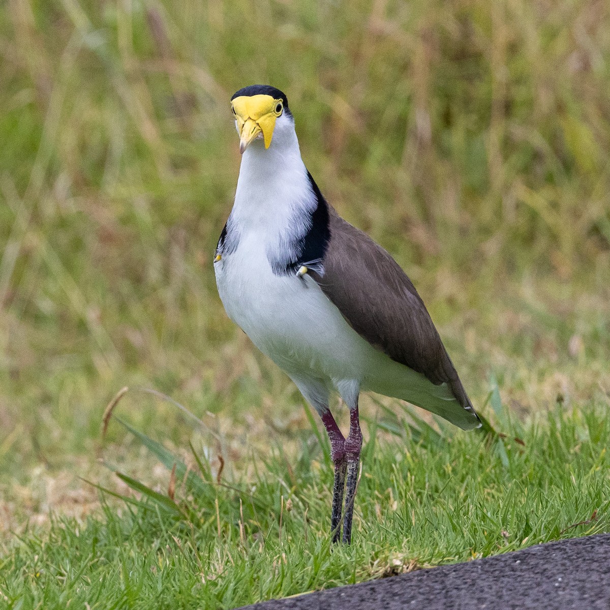 Masked Lapwing - ML631164873
