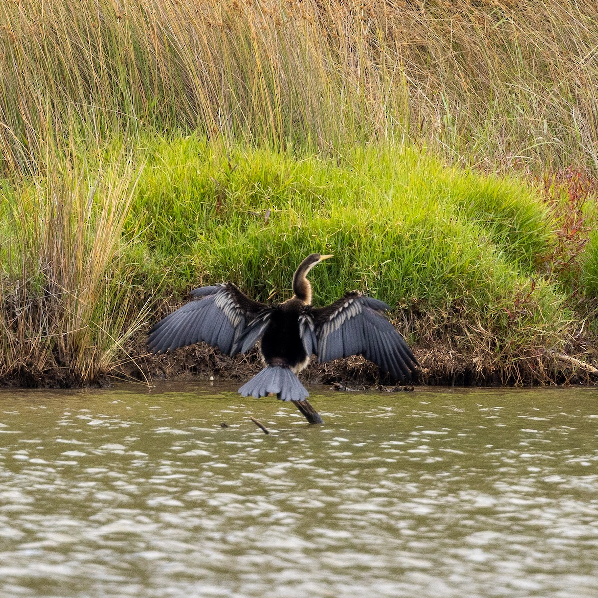 Australasian Darter - ML631164877