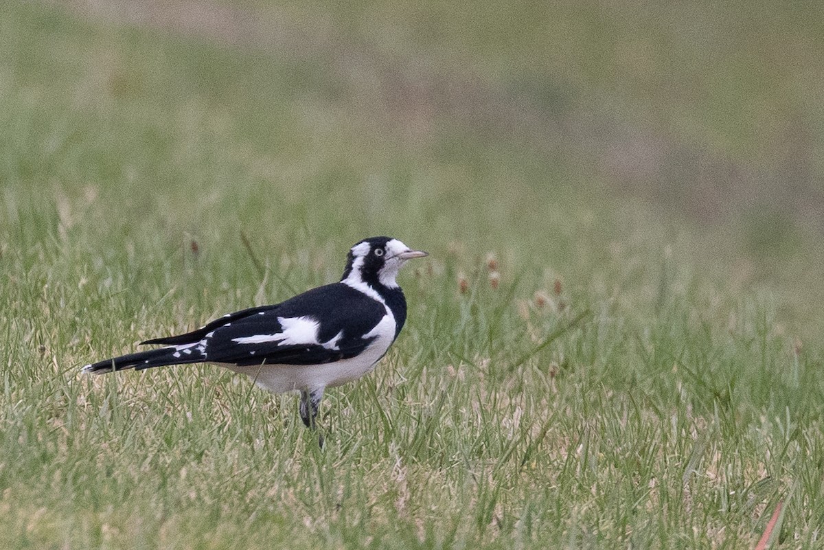 Magpie-lark - ML631164886