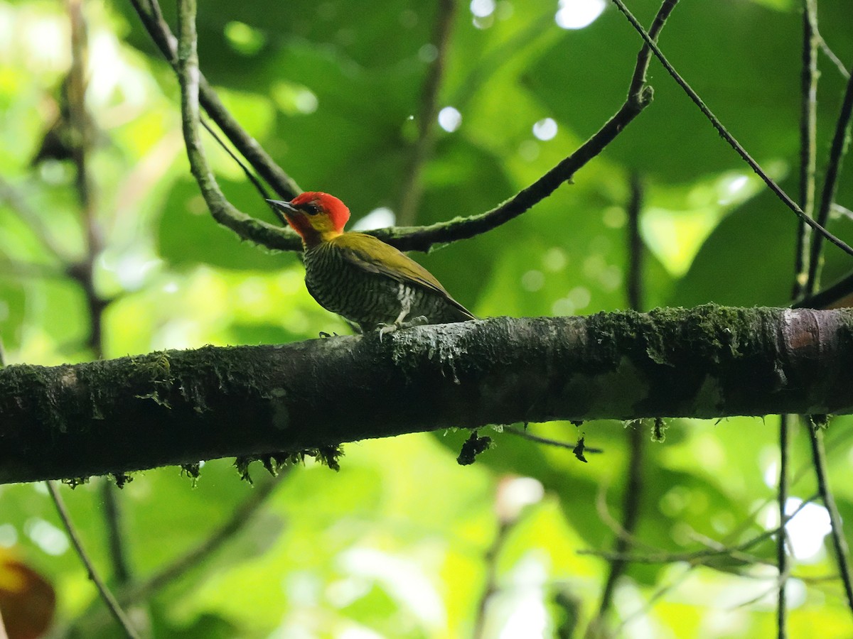 Yellow-throated Woodpecker - ML631164960