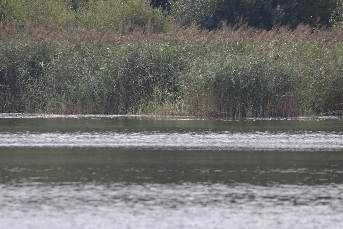 紫鷺 - ML631165201