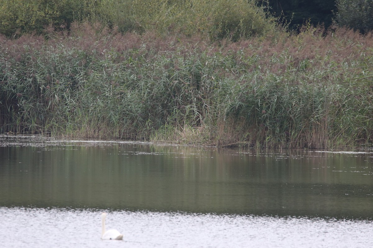 紫鷺 - ML631165252