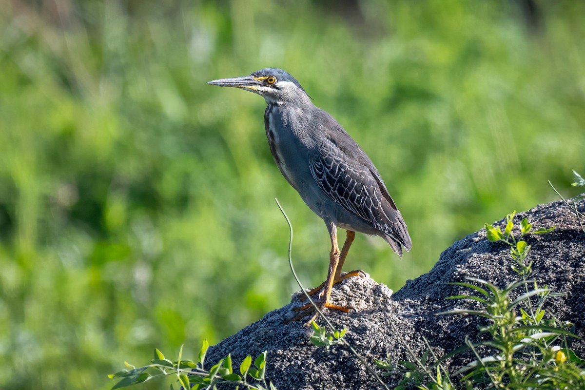 Striated Heron (Old World) - ML631165309