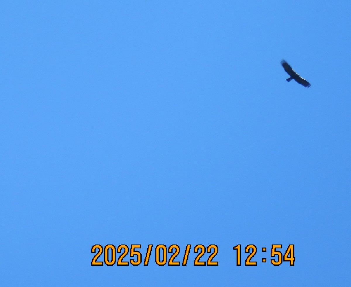 ニシカタジロワシ - ML631165412