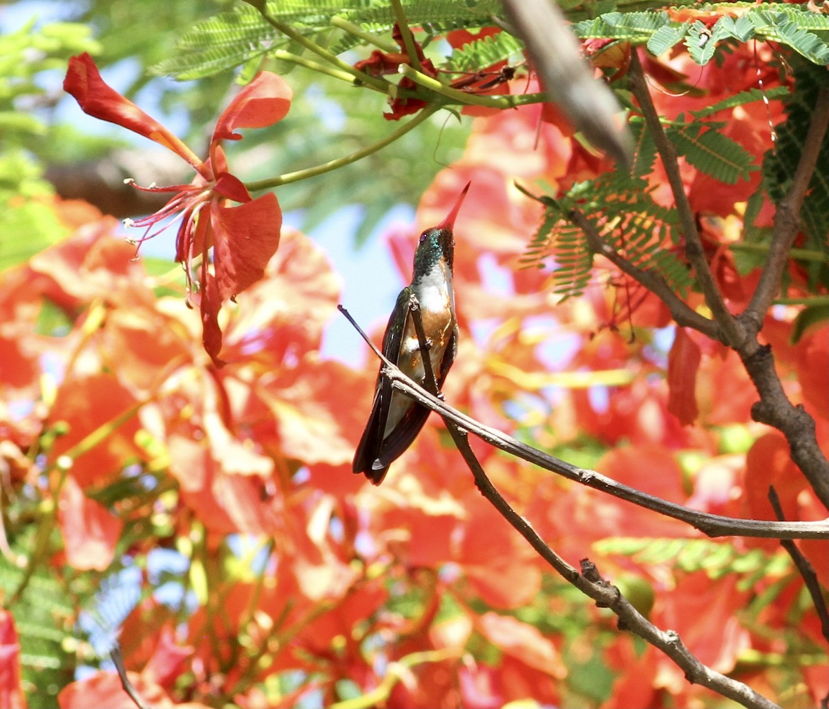 Amazilia Hummingbird - ML631165498