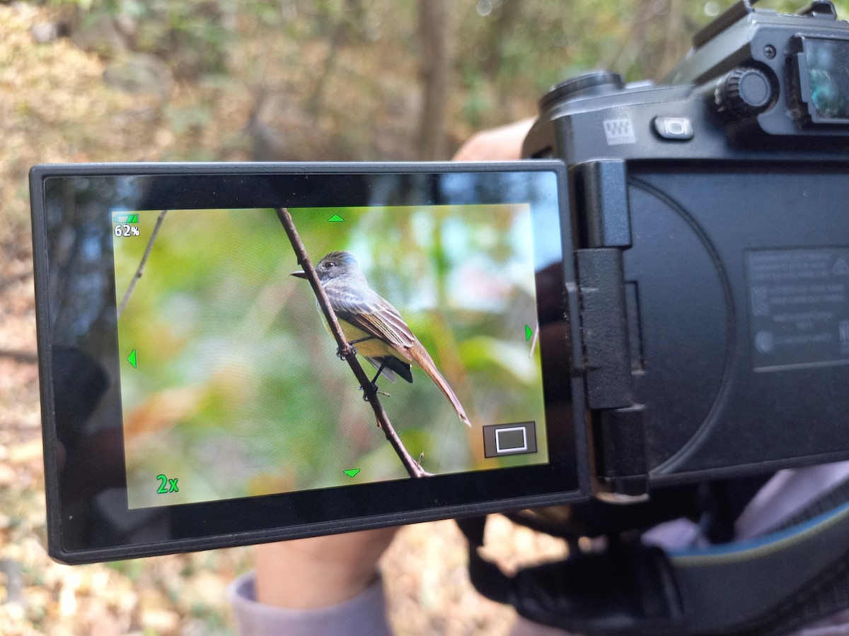 Venezuelan Flycatcher - ML631165587