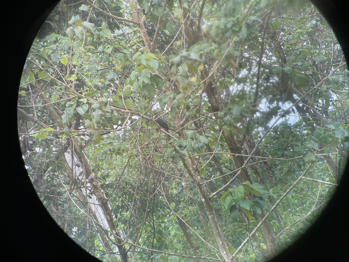 Gray-bellied Hawk - ML631165623