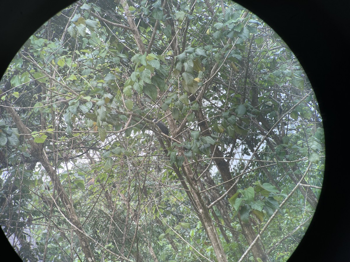 Gray-bellied Hawk - ML631165624