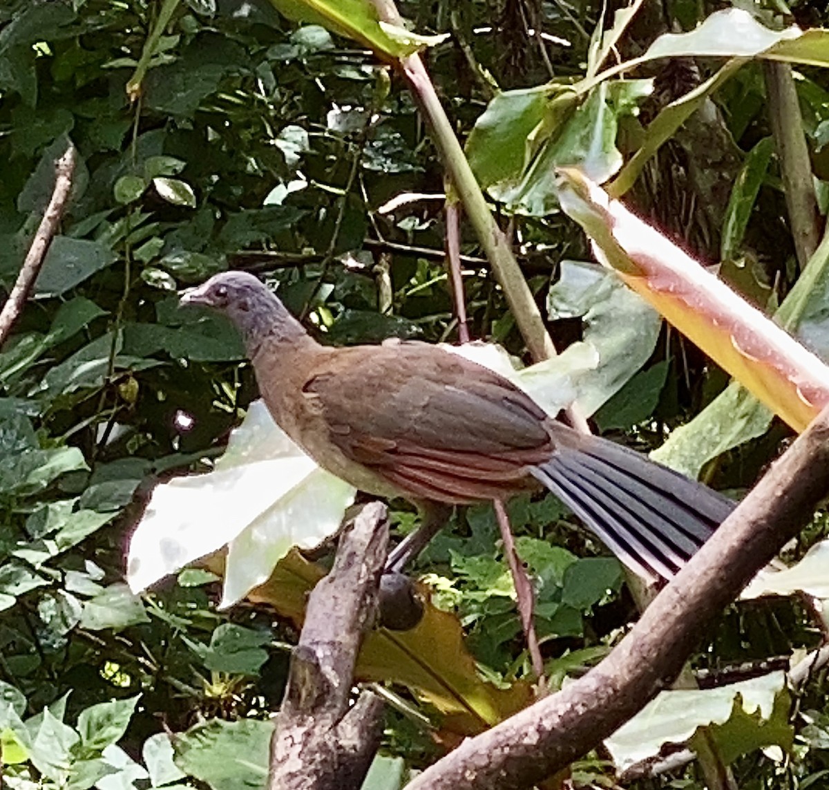 Chachalaca Cabecigrís - ML631165630