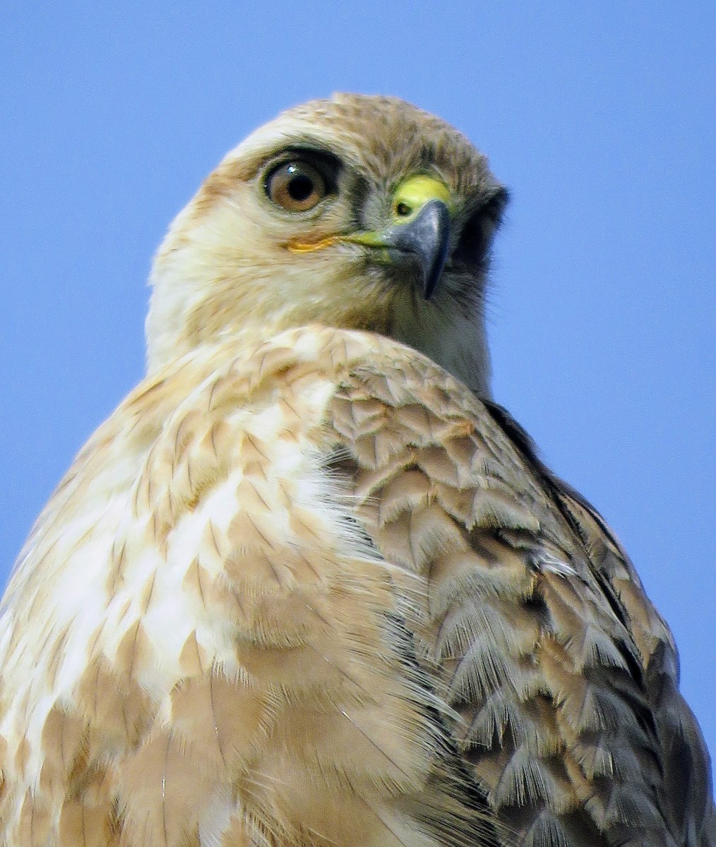 ニシオオノスリ - ML631165671