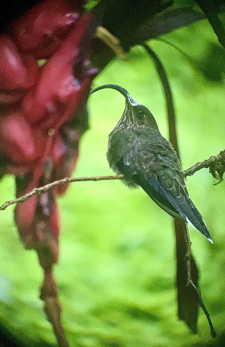 Picohoz Coliverde - ML631165676