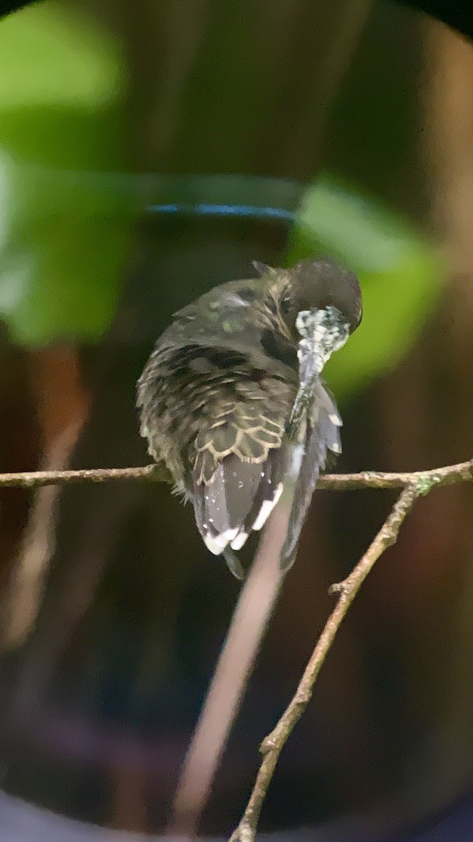 Picohoz Coliverde - ML631165677