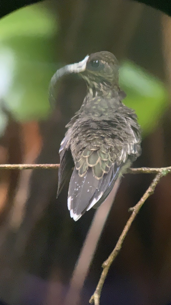 Picohoz Coliverde - ML631165678