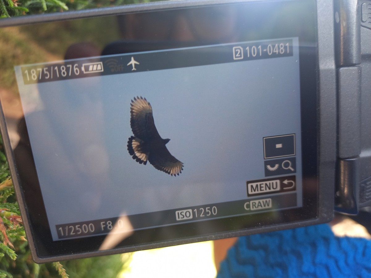 Black-and-chestnut Eagle - ML631165691