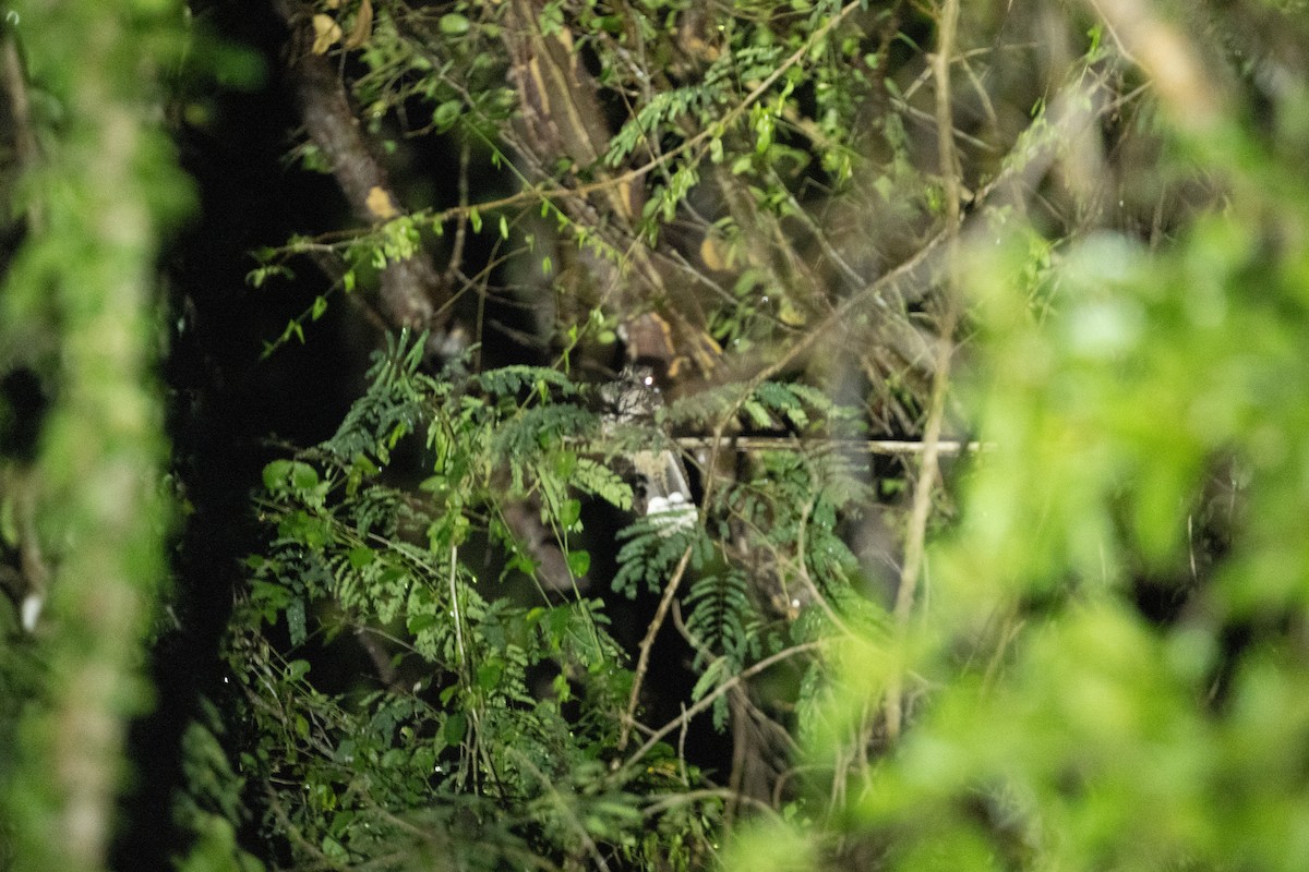 puertoriconattravn - ML631165819