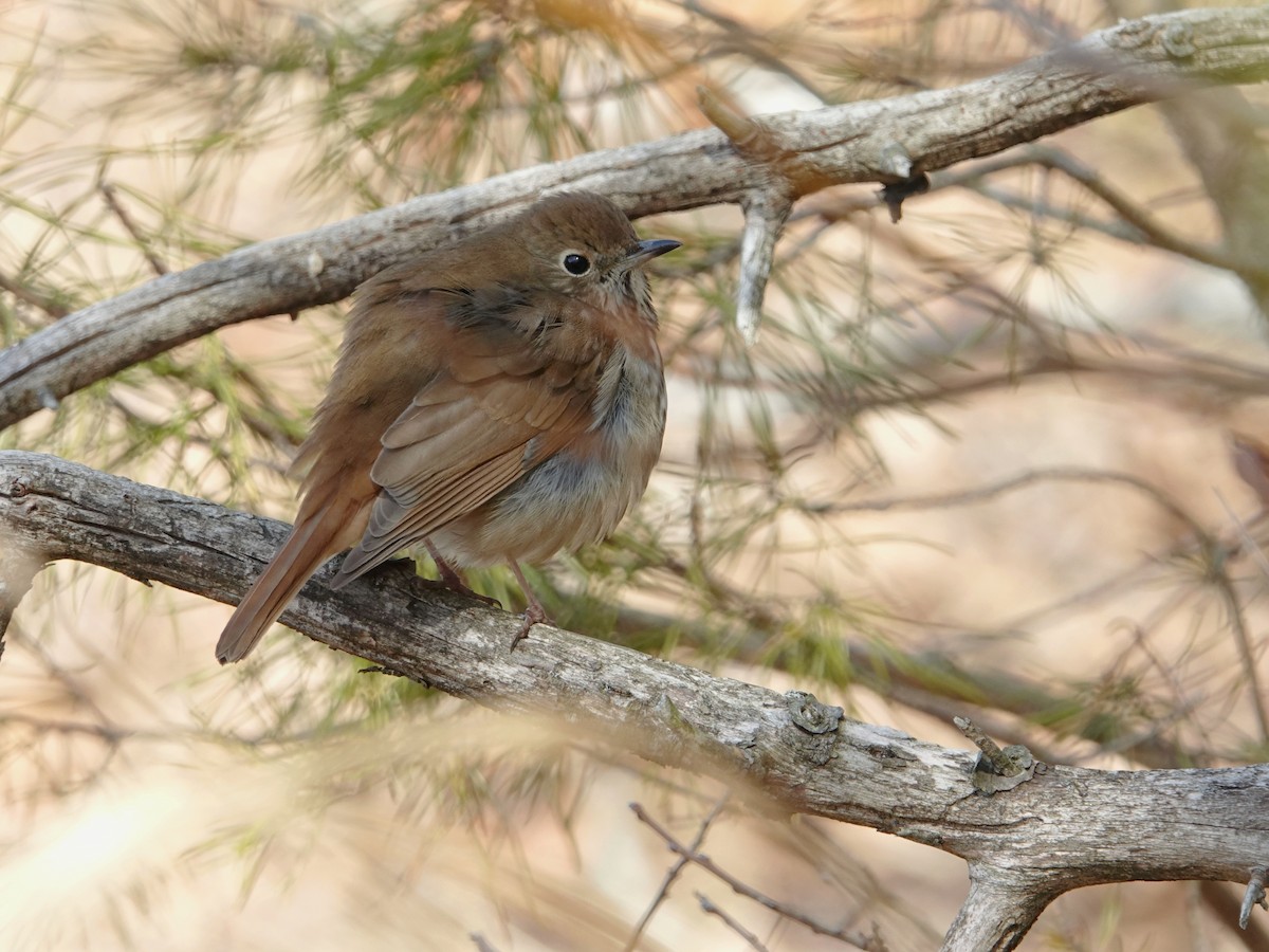 Hermit Thrush - ML631165944