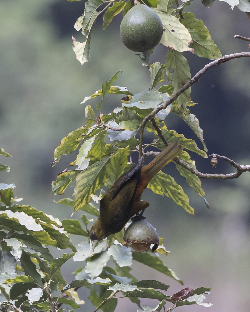 Dusky-green Oropendola - ML631165982