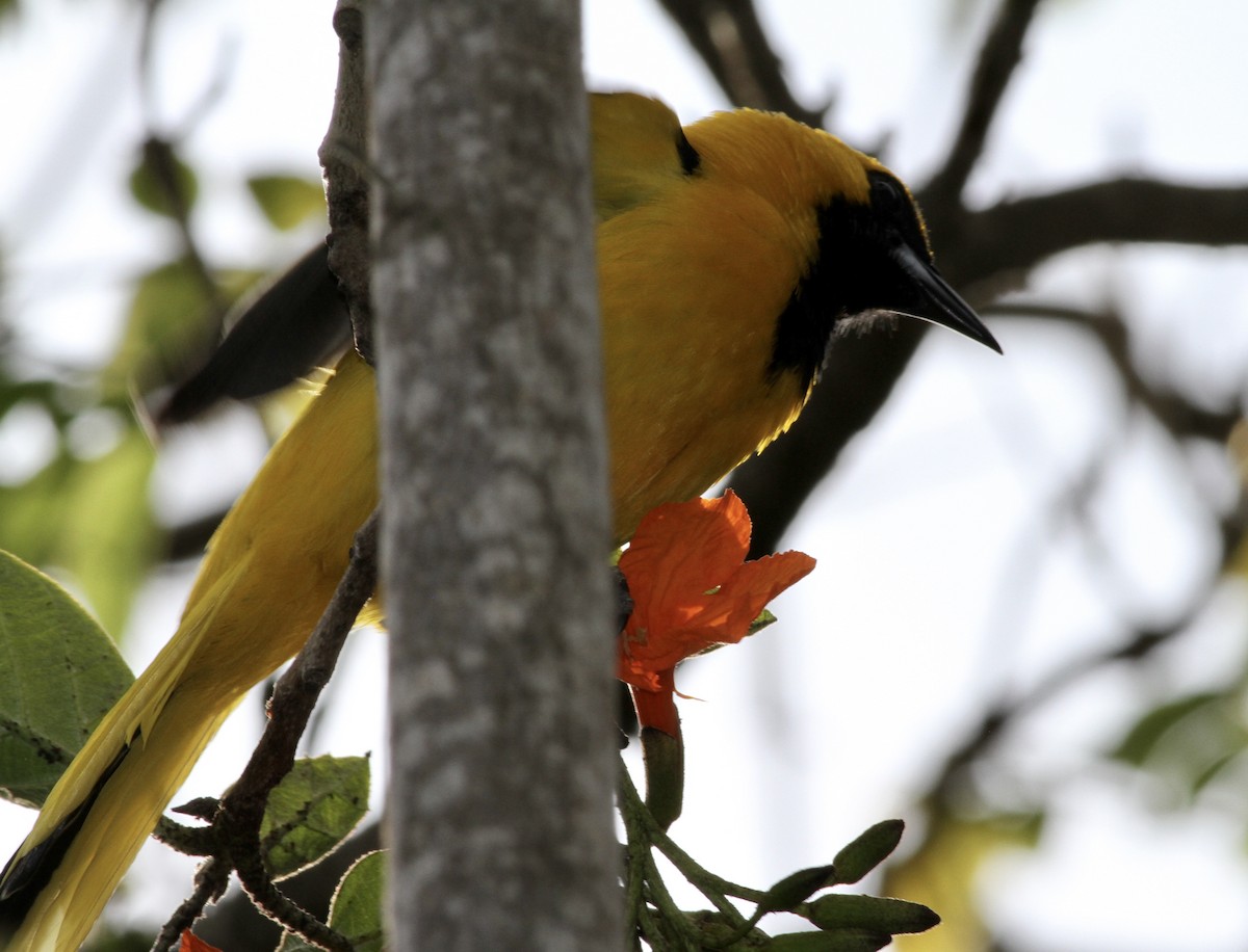 Yellow-tailed Oriole - ML631165990