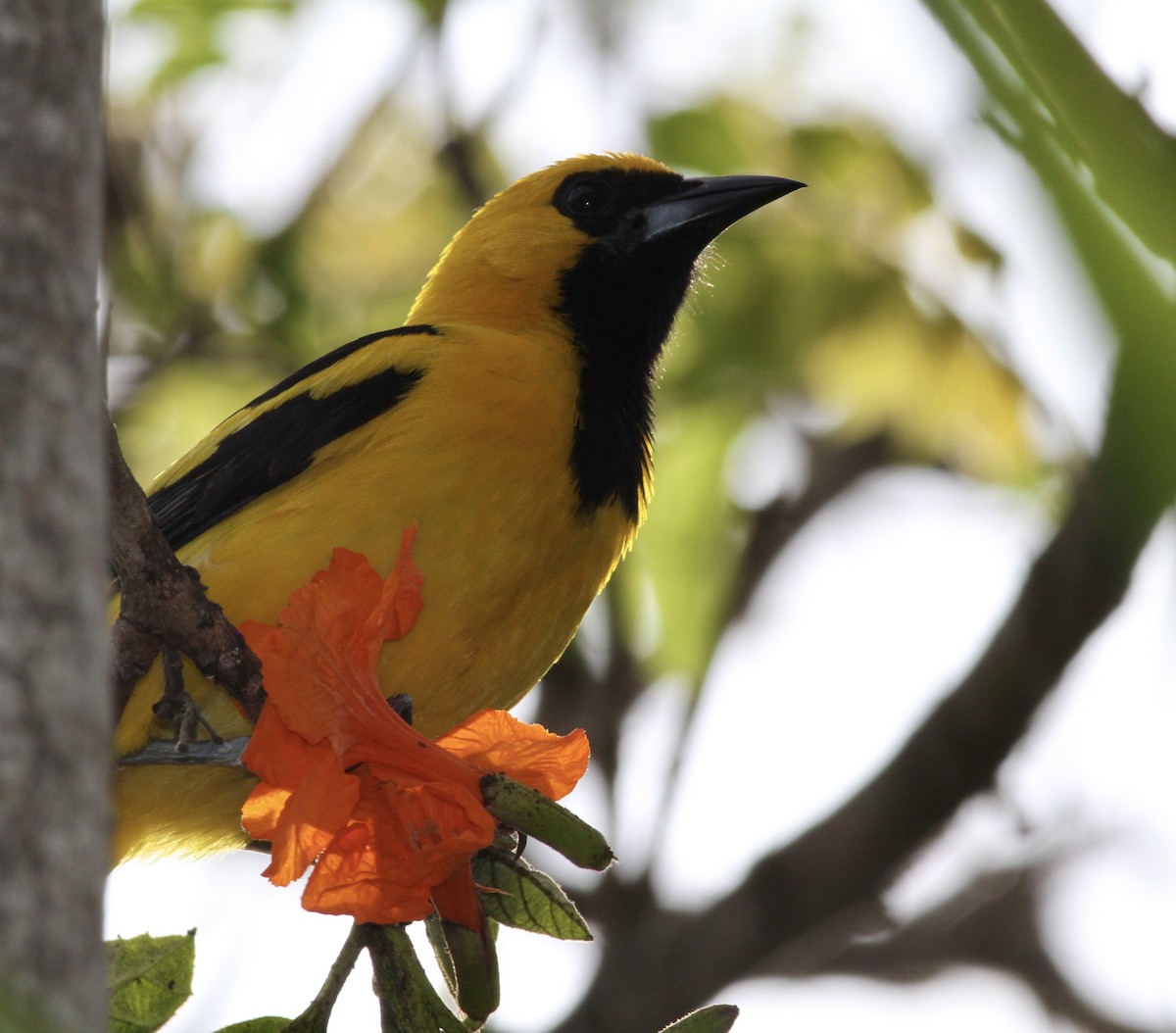 Yellow-tailed Oriole - ML631165991