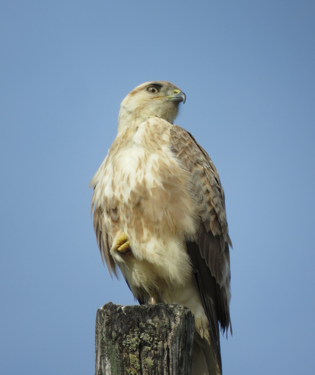 ニシオオノスリ - ML631166014