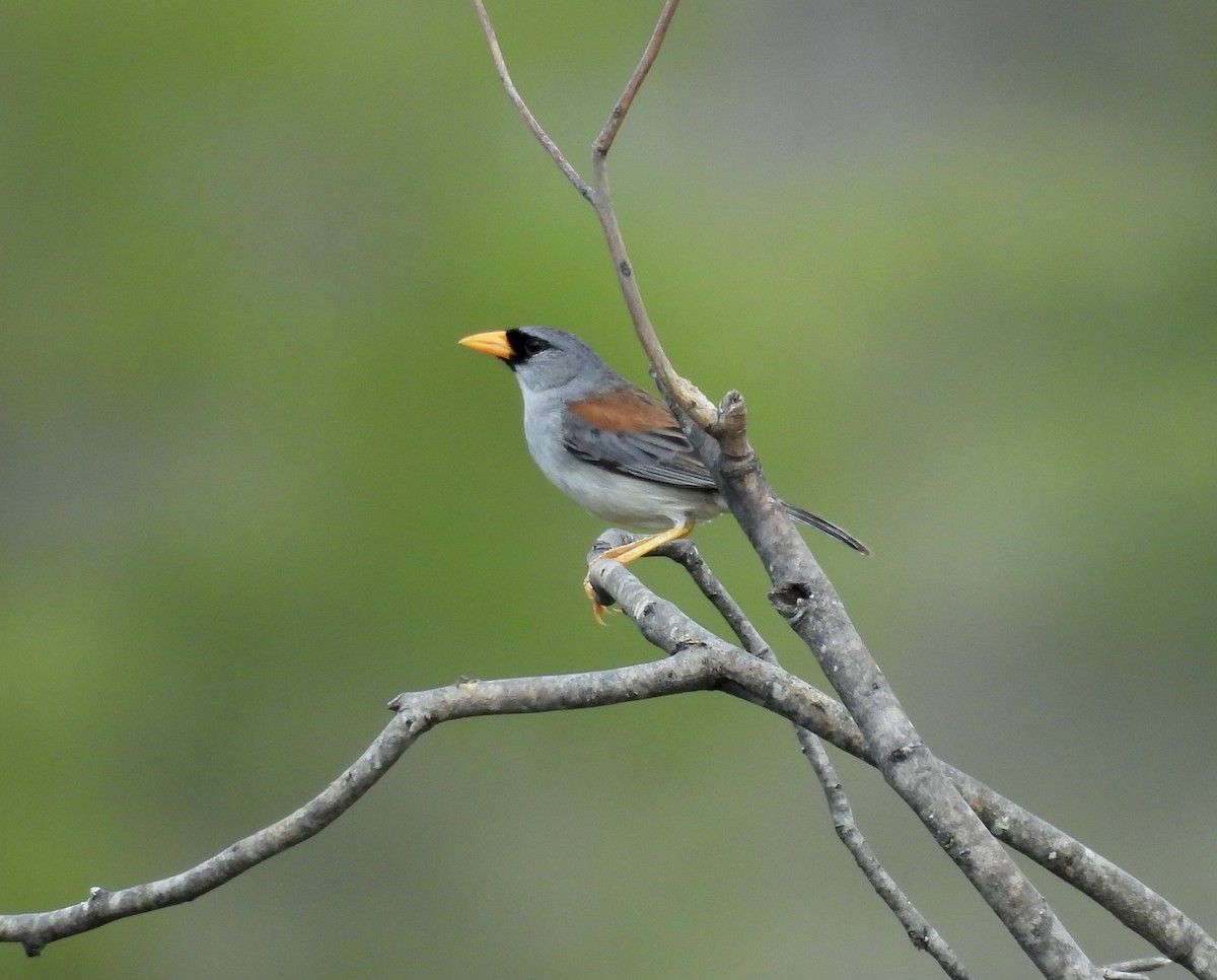 Little Inca-Finch - ML631166053