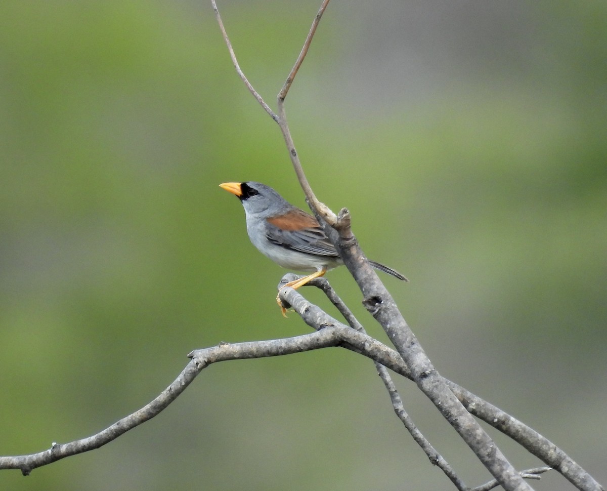 Little Inca-Finch - ML631166096