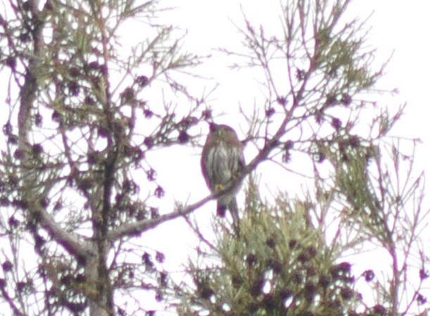 Northern Pygmy-Owl - ML631166137