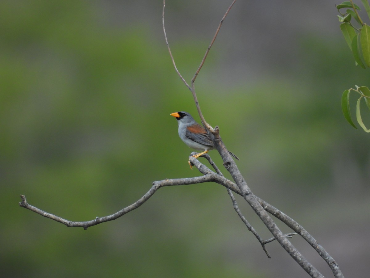 Little Inca-Finch - ML631166141