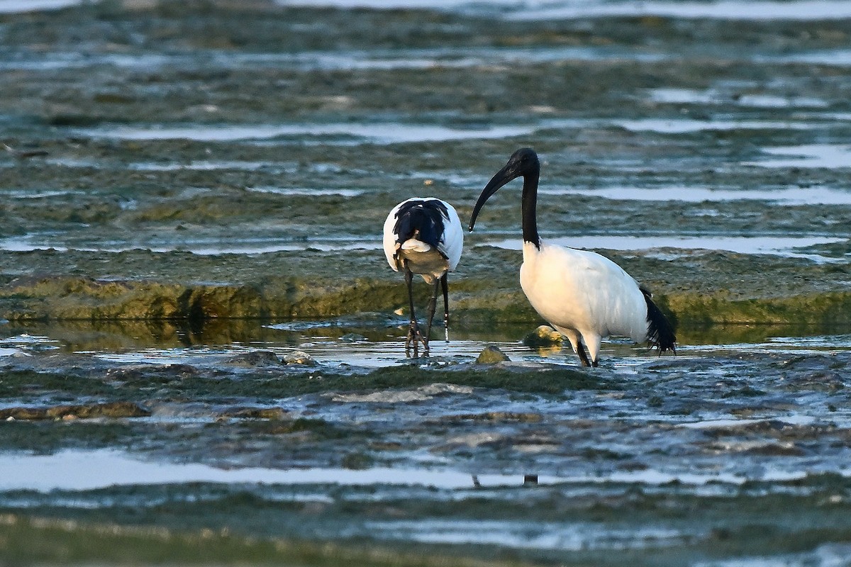 African Sacred Ibis - ML631166166