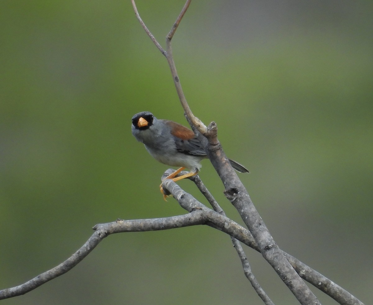 Little Inca-Finch - ML631166169
