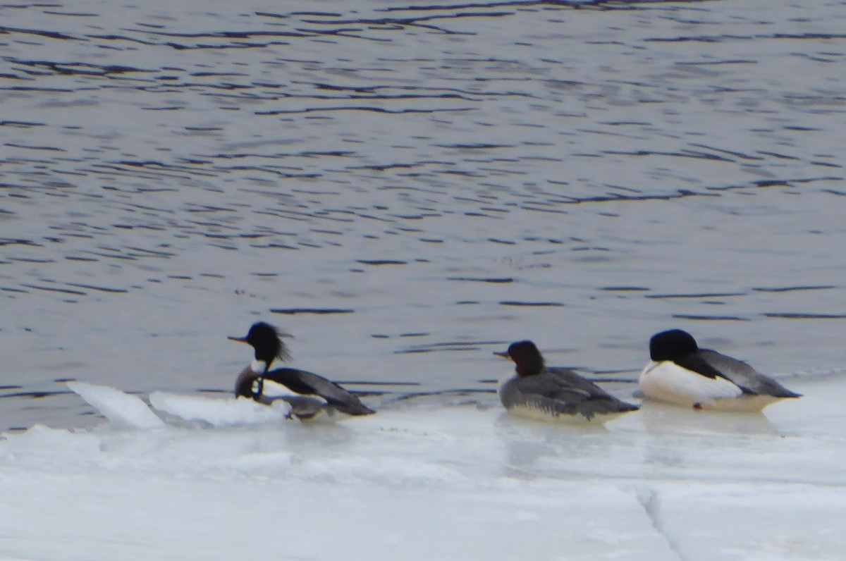 紅胸秋沙 - ML631166177