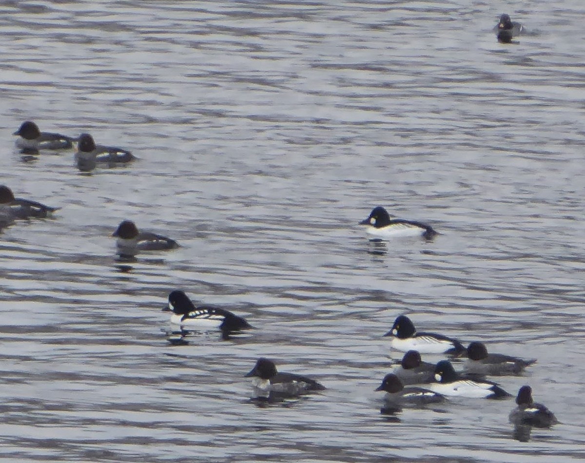 Barrow's Goldeneye - ML631166197