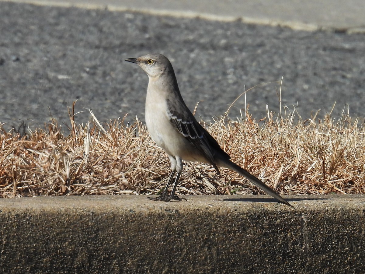 Northern Mockingbird - ML631166283