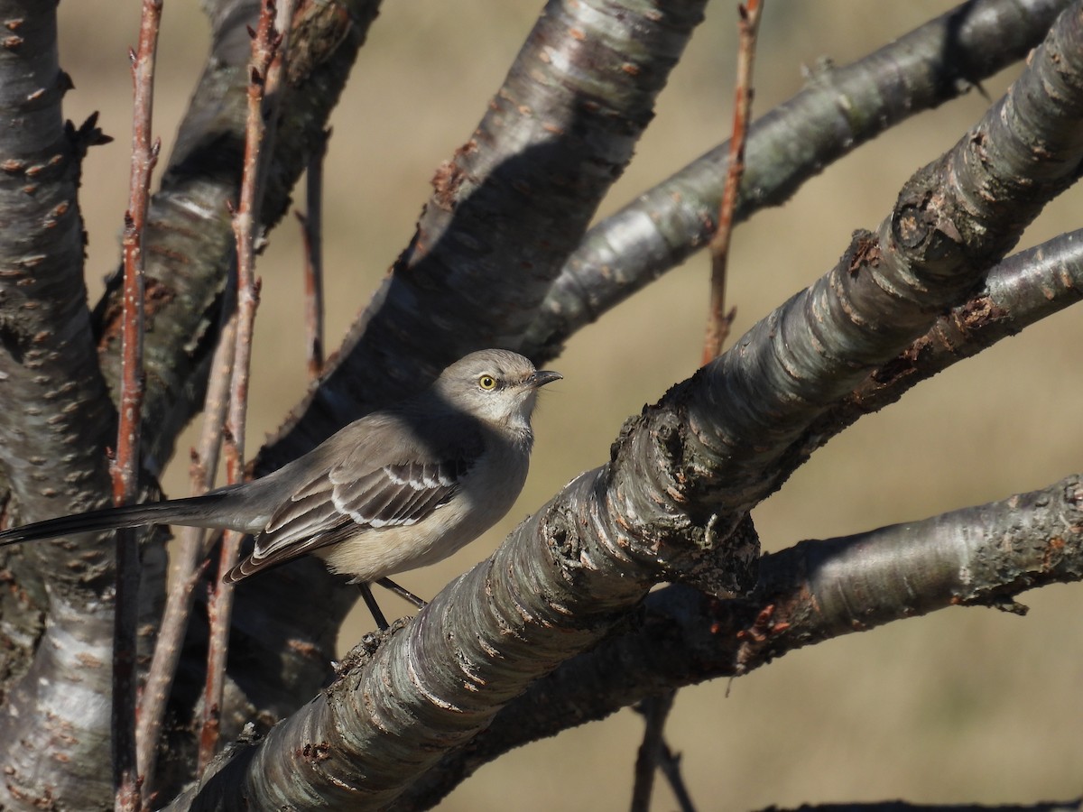 Northern Mockingbird - ML631166284