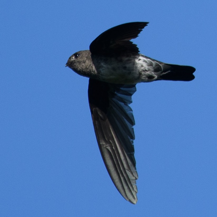 Cave Swiftlet - ML631166306