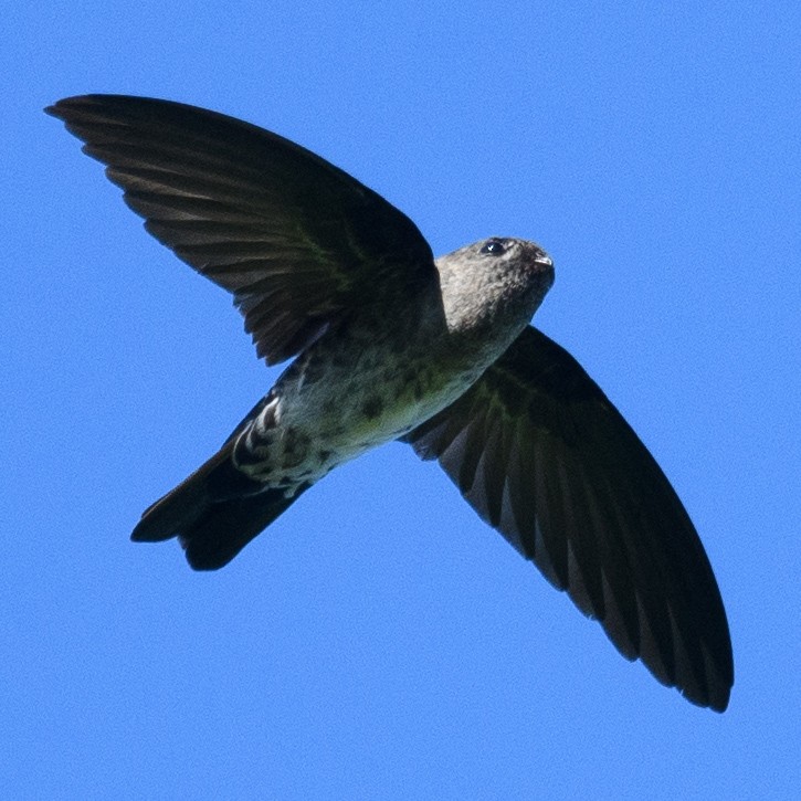 Cave Swiftlet - ML631166316