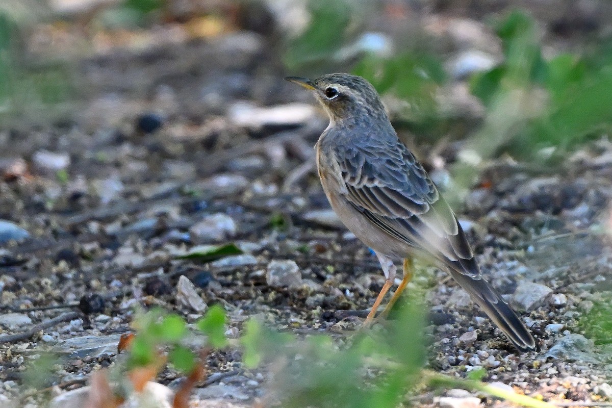 Long-billed Pipit - ML631166326