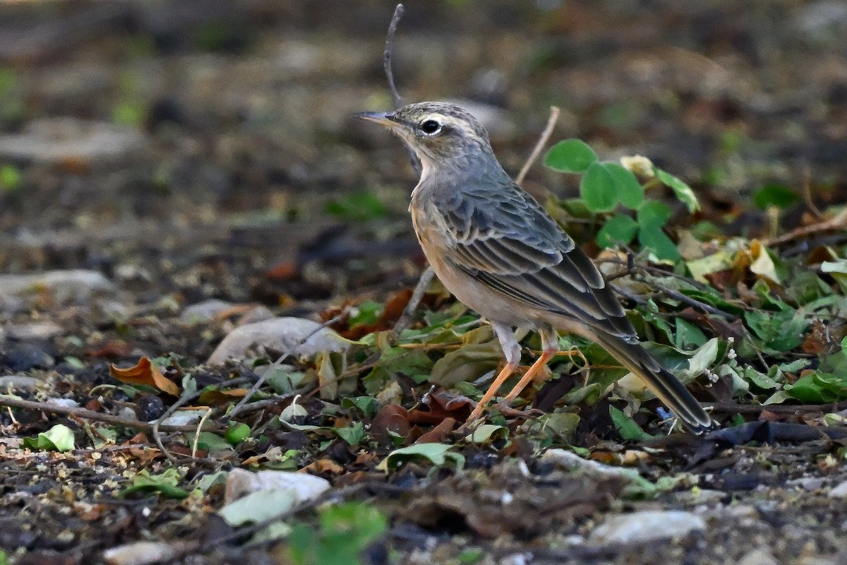 Long-billed Pipit - ML631166327