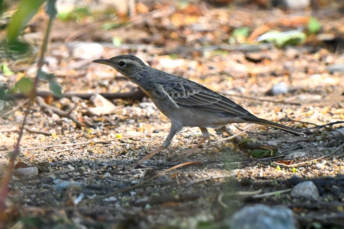 Long-billed Pipit - ML631166328