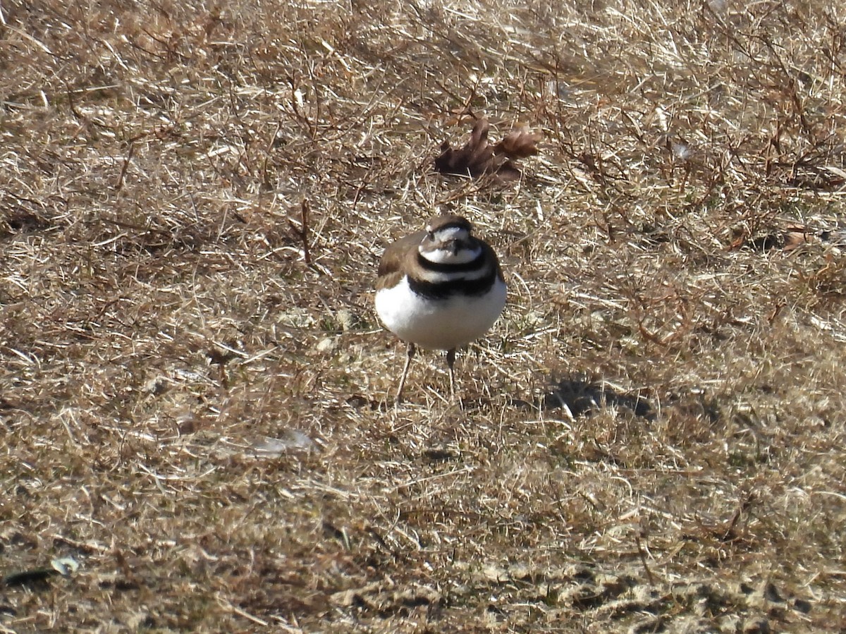 Killdeer - ML631166345