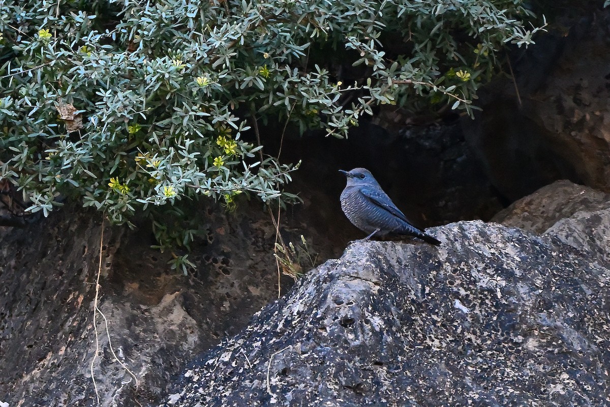 Blue Rock-Thrush - ML631166355
