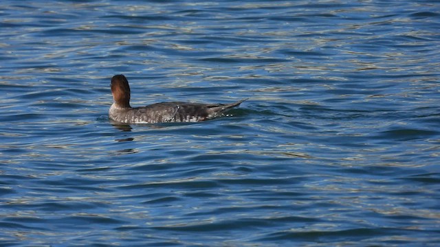 siland - ML631166366