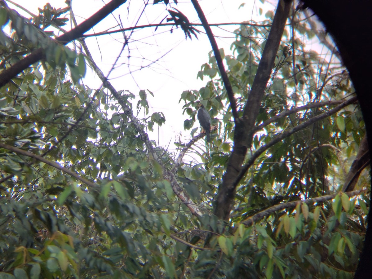 Gray-bellied Hawk - ML631166376
