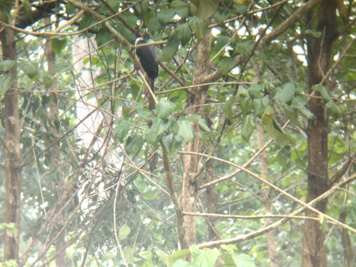 Gray-bellied Hawk - ML631166377