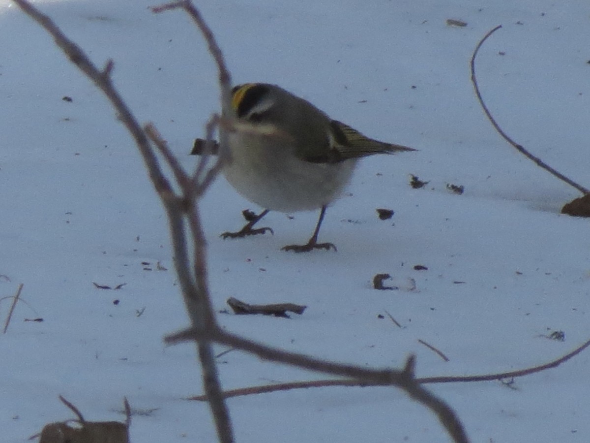 Golden-crowned Kinglet - ML631166512