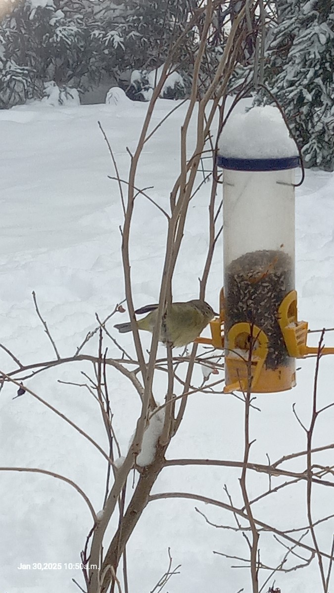 Orange-crowned Warbler - ML631166523