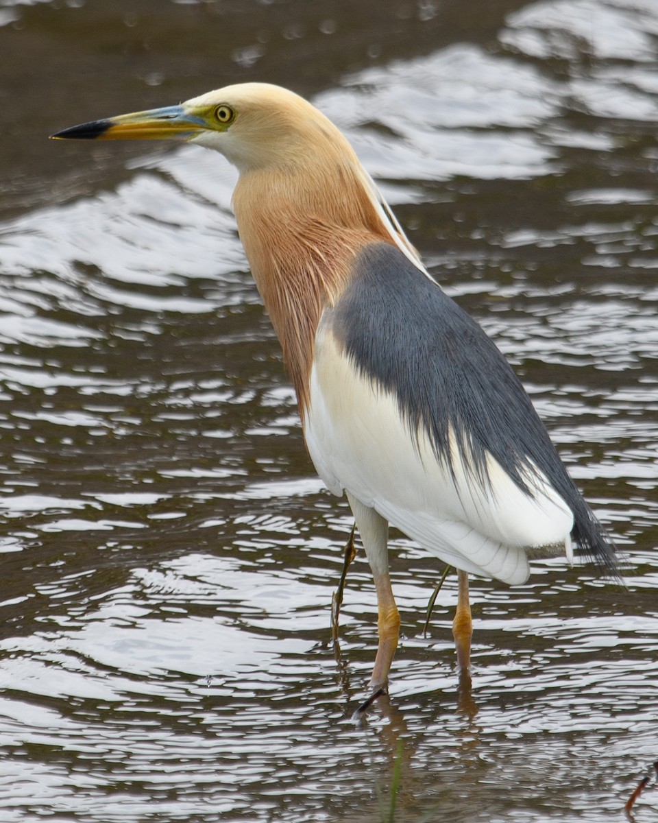 Javan Pond-Heron - ML631166525