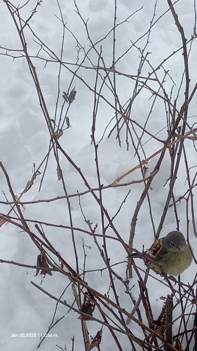 Orange-crowned Warbler - ML631166526