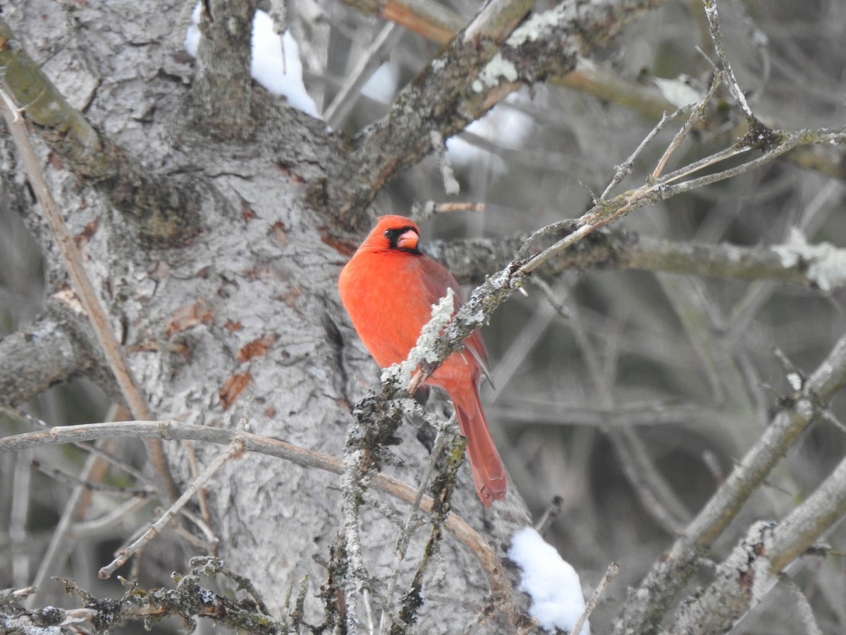 Northern Cardinal - ML631166673